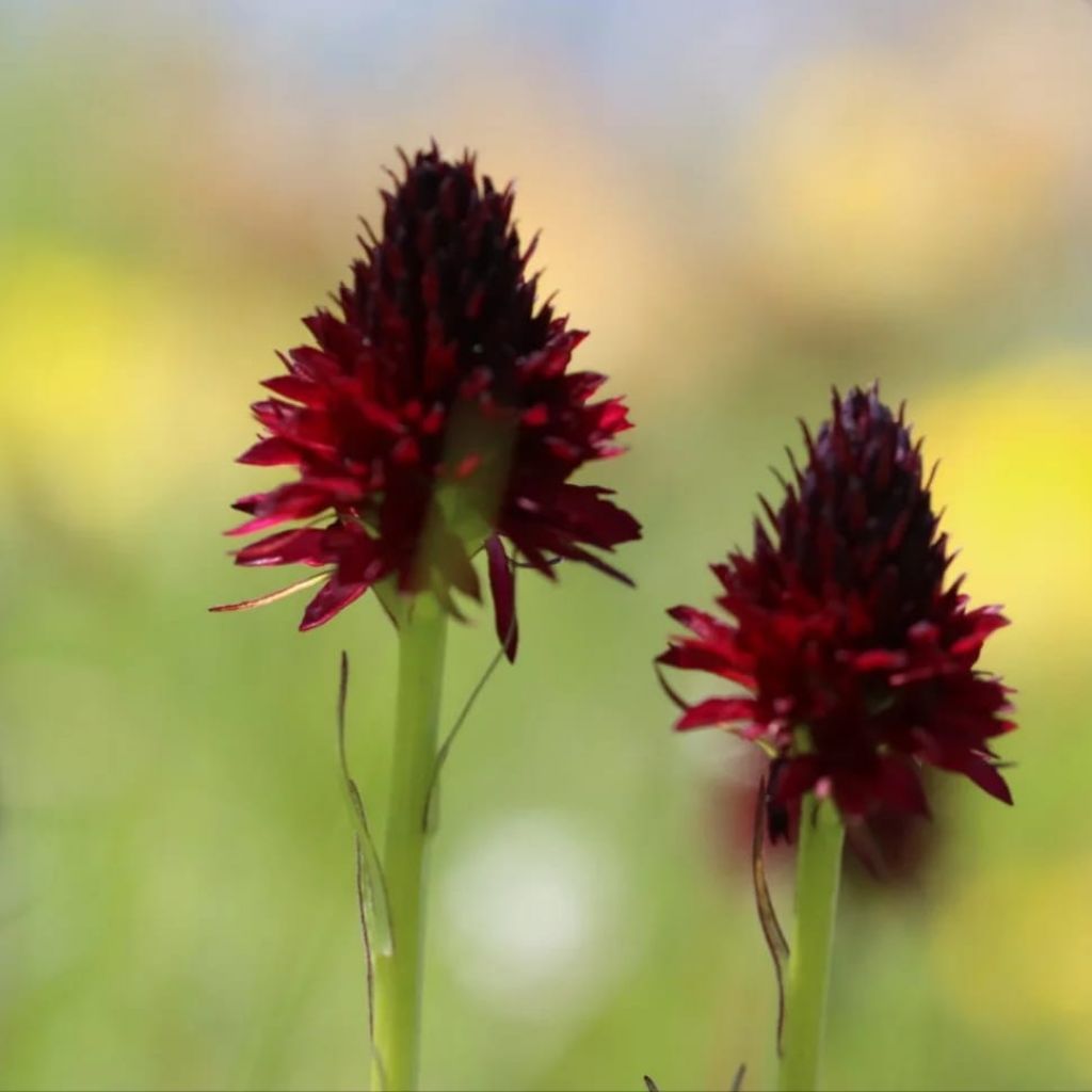 Pian della Nana e le sue fioriture (Dolomiti di Brenta)